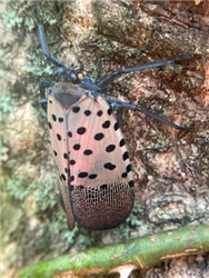 spottedLanternfly.jpg