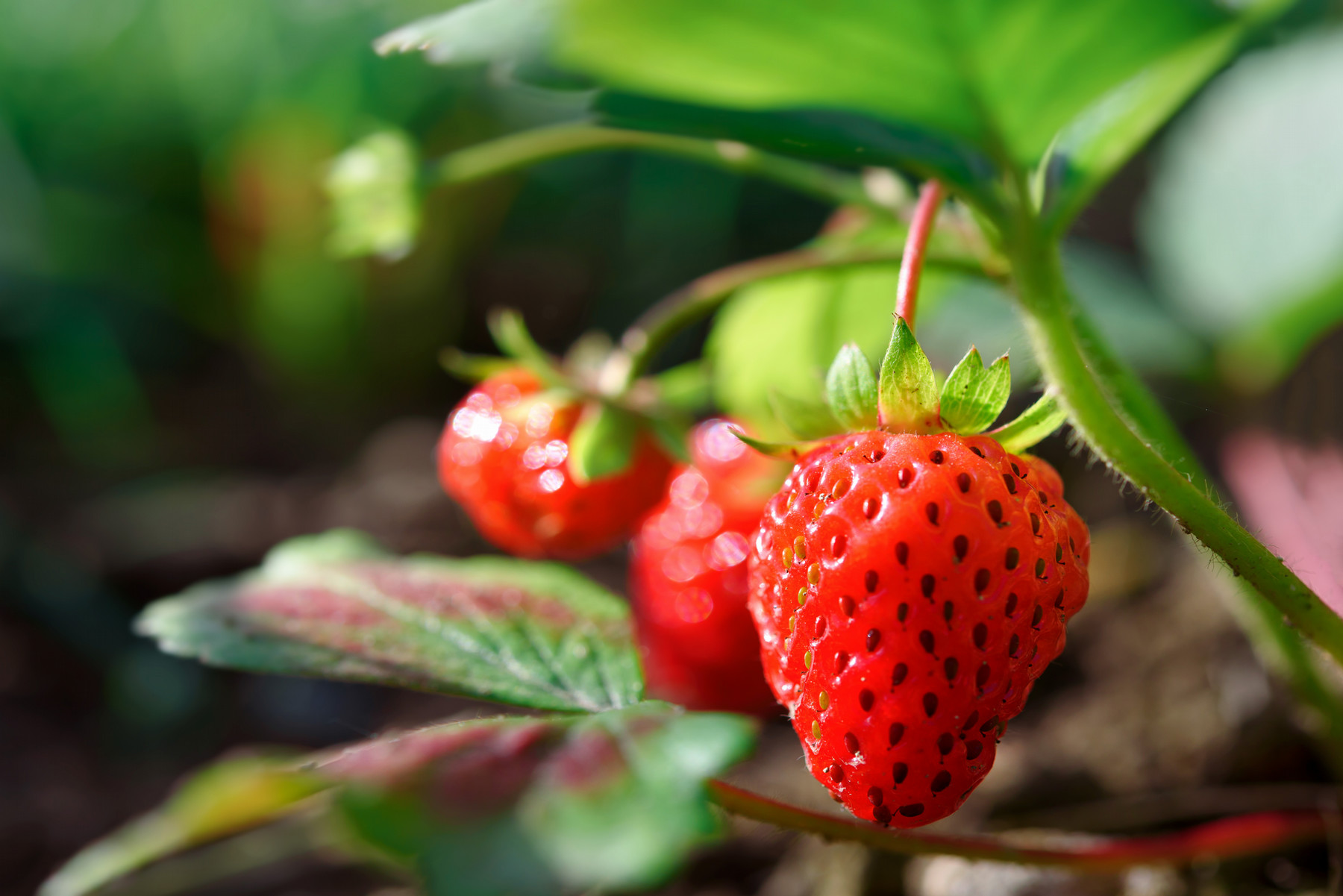strawberries