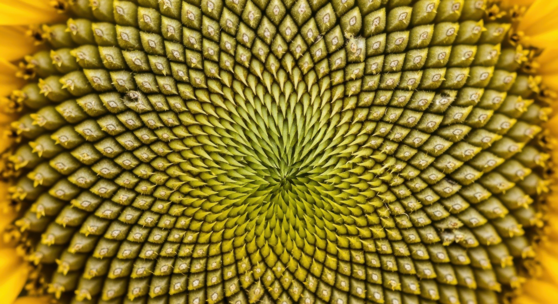 sunflower head featuring Fibonacci spirals