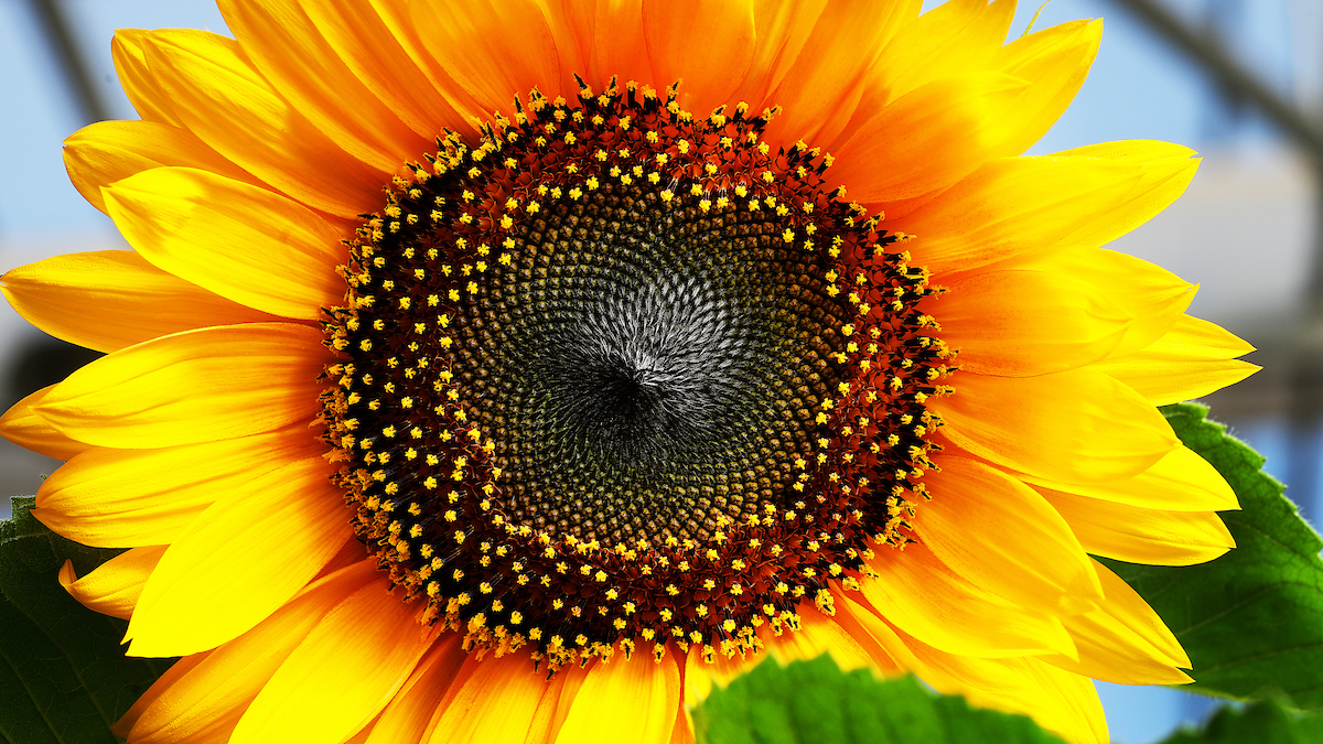 sunflower