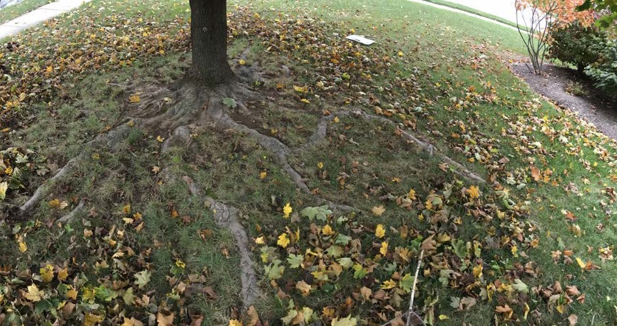 surface roots