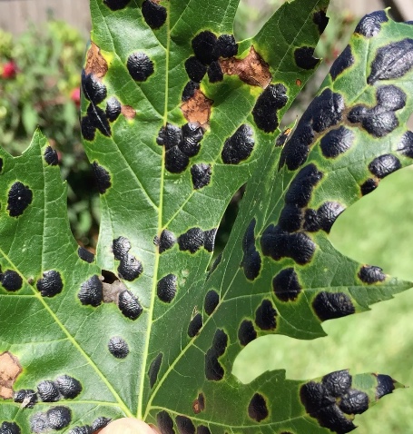 tar spot on maple