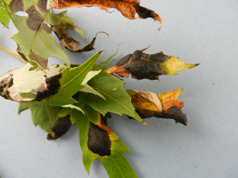 tar spot on maple - coalescing spots