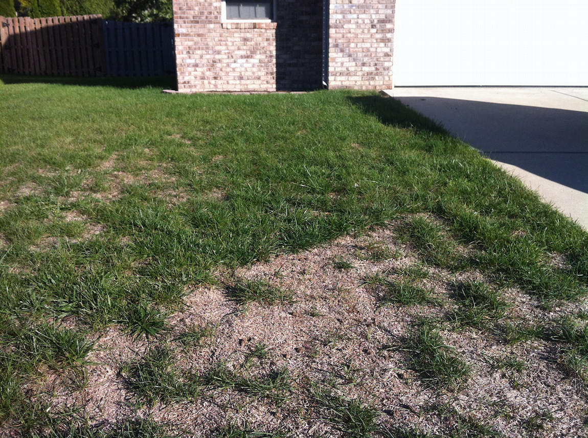 thin lawn