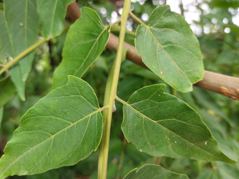 tree-of-heaven glandular teeth