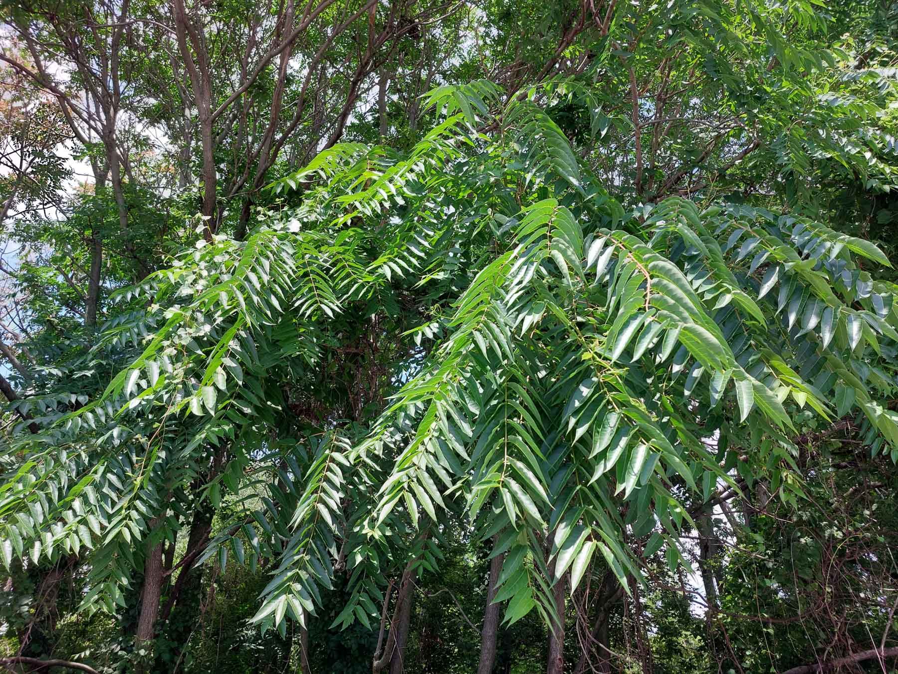 tree of heaven leaf