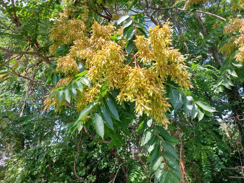 female tree-of-heaven with seed load