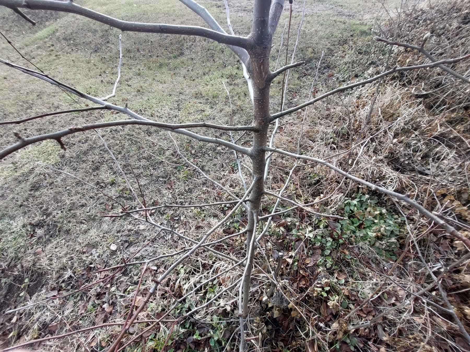 young tree in winter
