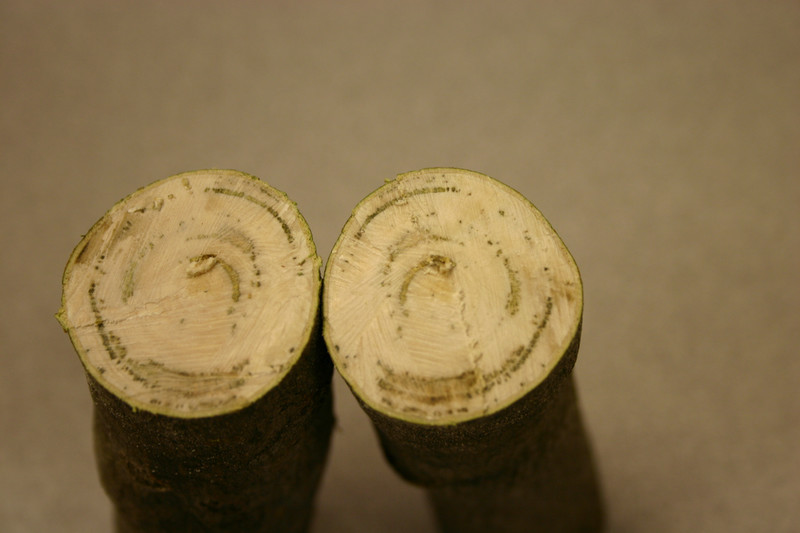 Verticillium wilt vascular streaking