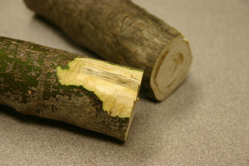 Verticillium wilt vascular streaking - 2