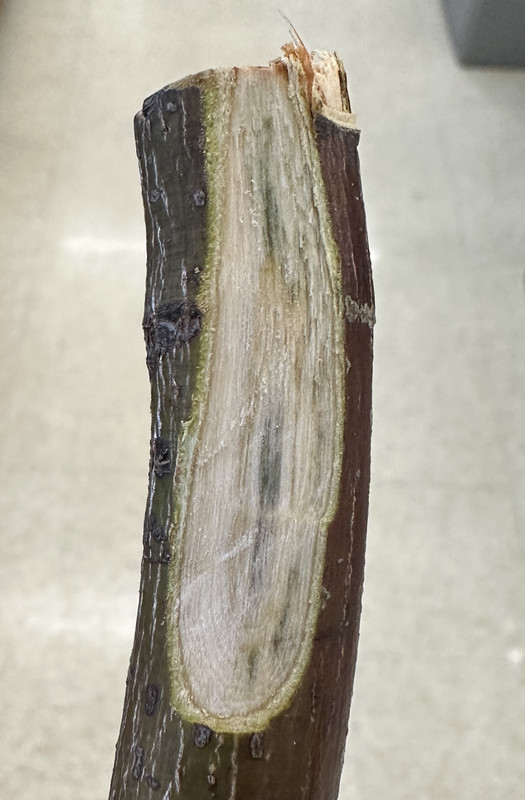 Verticillium wilt on Japanese maple