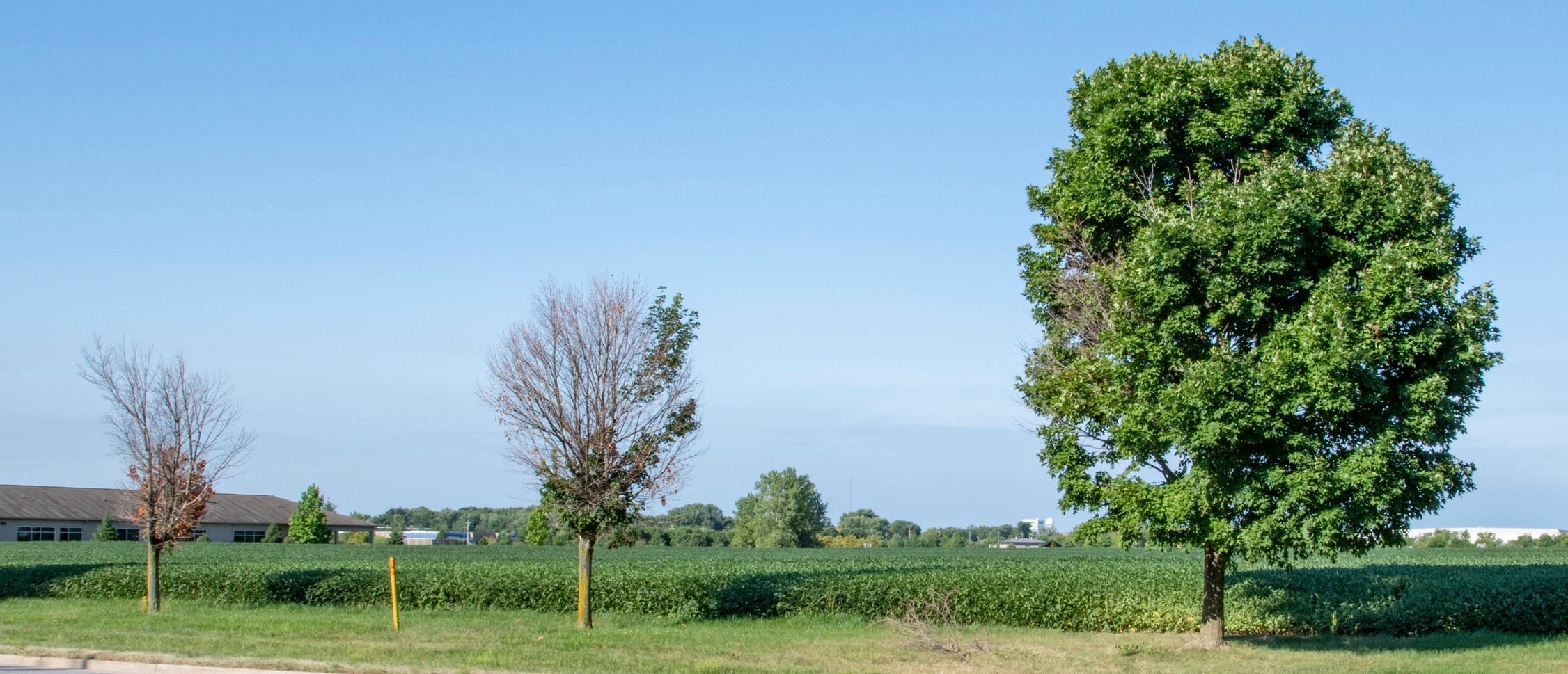 trees in decline from Verticillium wilt