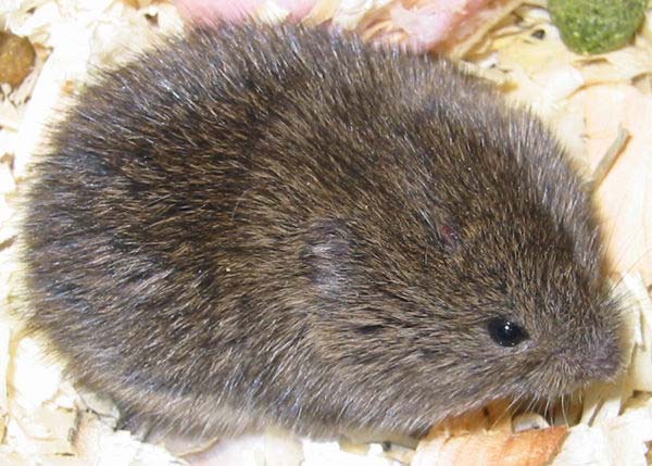 vole