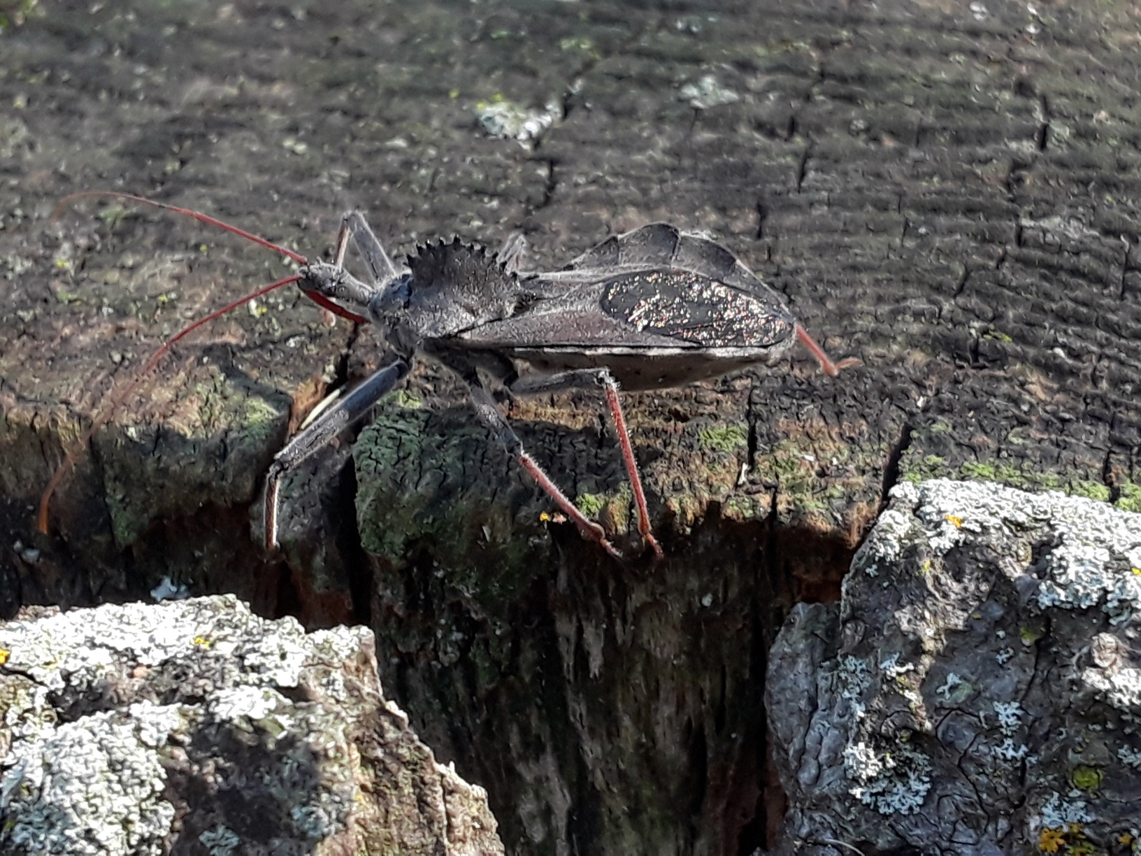 wheel bug