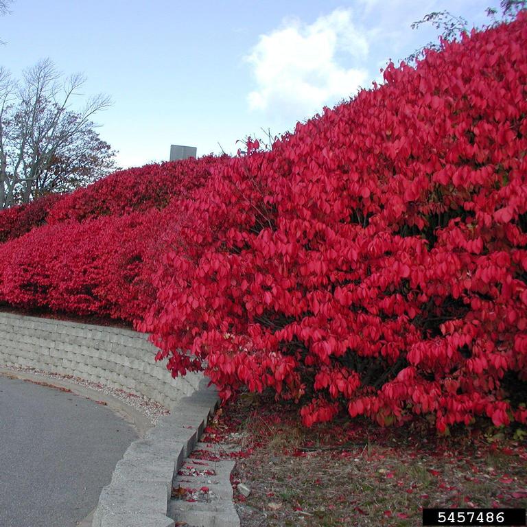 line of burning bushes