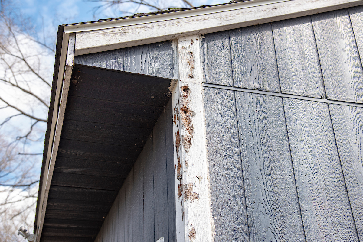 woodpecker damage to a painted shed