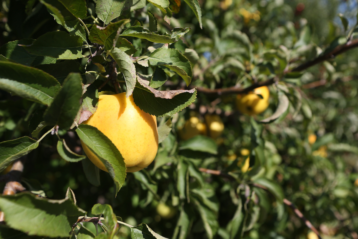 yellow apples