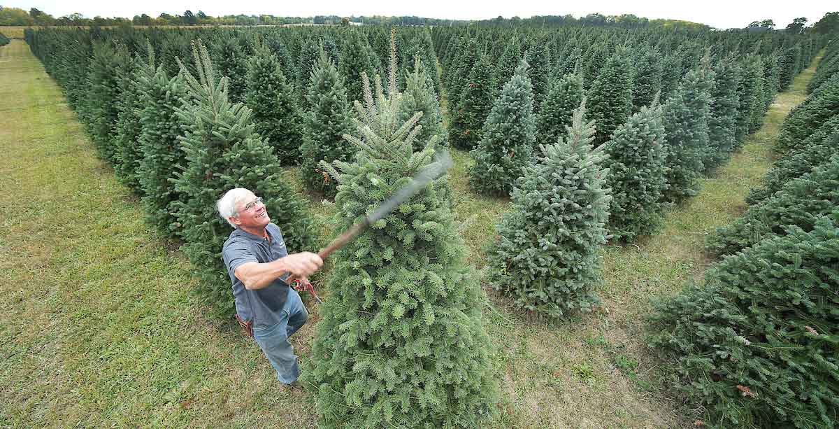 Dull's Christmas Tree Farm near Thorntown