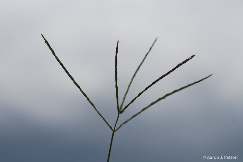 Crabgrass seedhead