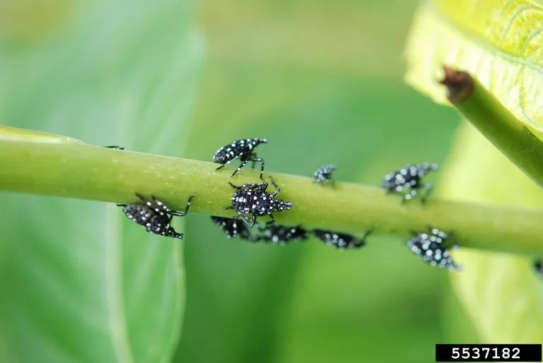 Several early-stage SLF nymphs feeding on tree-of-heaven. According to Penn State Extension, early instars tend to feed on new growth of a plant, such as the stems and foliage. Image by Pennsylvania Department of Agriculture