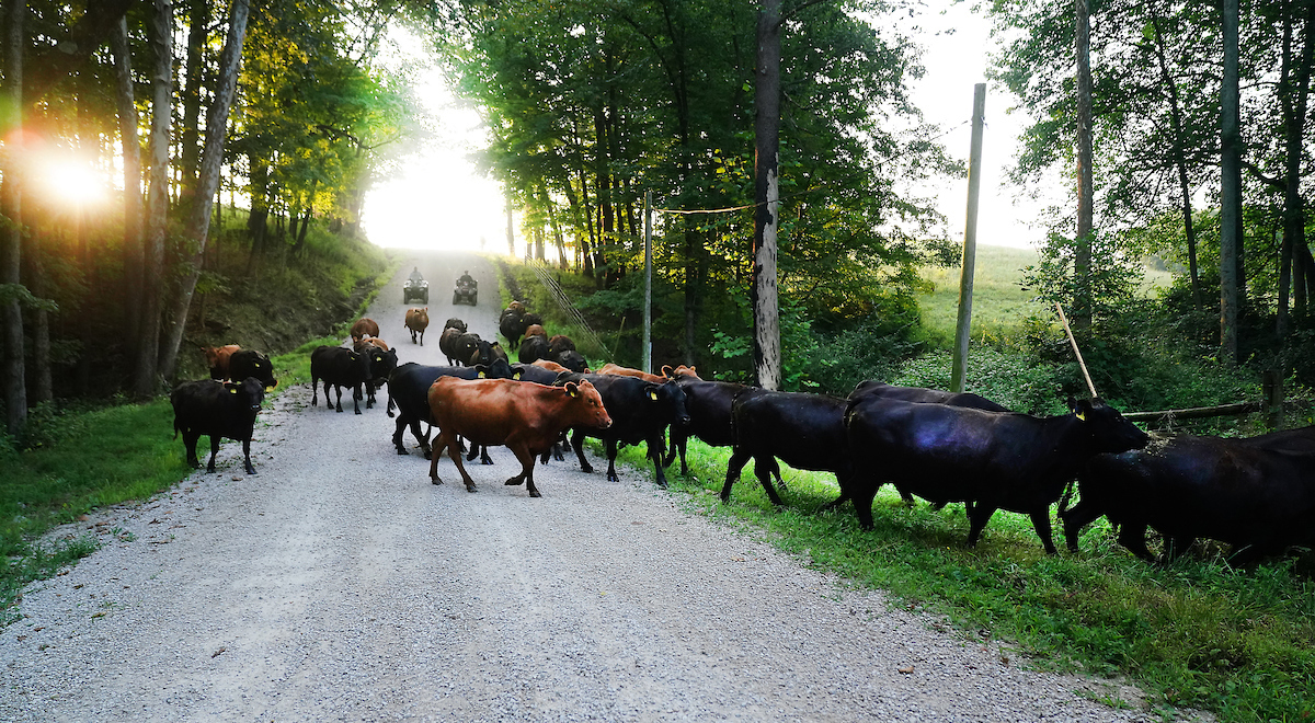 beef cattle walking down path at farm