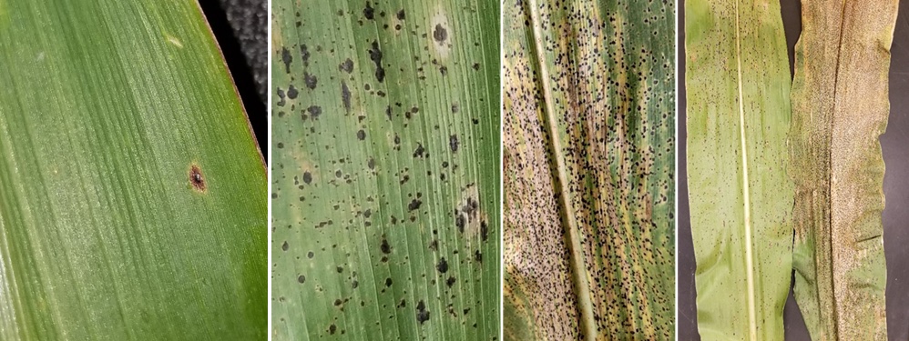 Corn leaves infected by tar spot. Infection can range from mild to severe on a leaf.