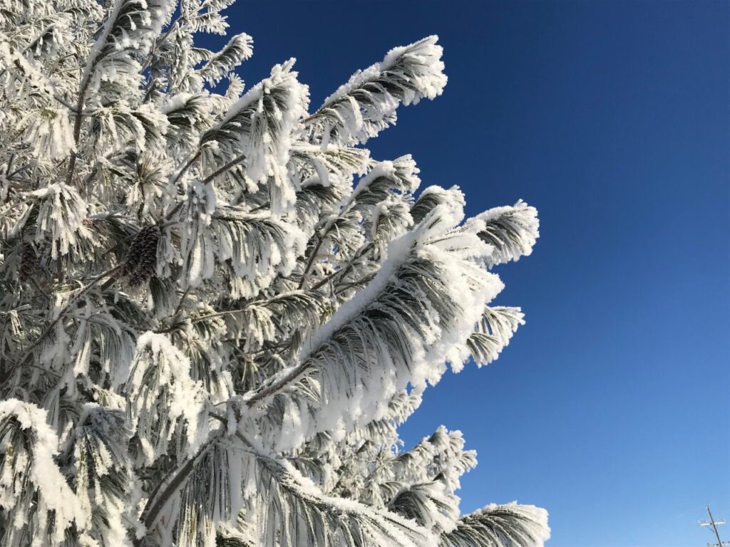 Frost Pine