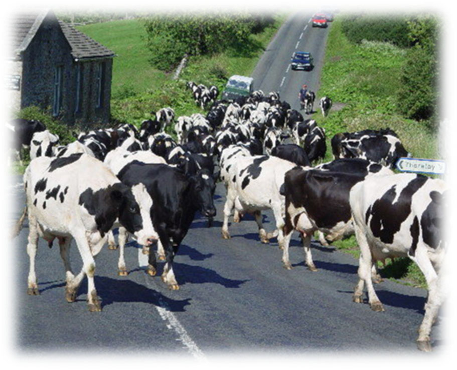 cows on a road