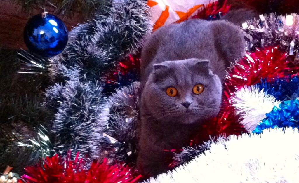Image of a gray cat in Christmas decorations