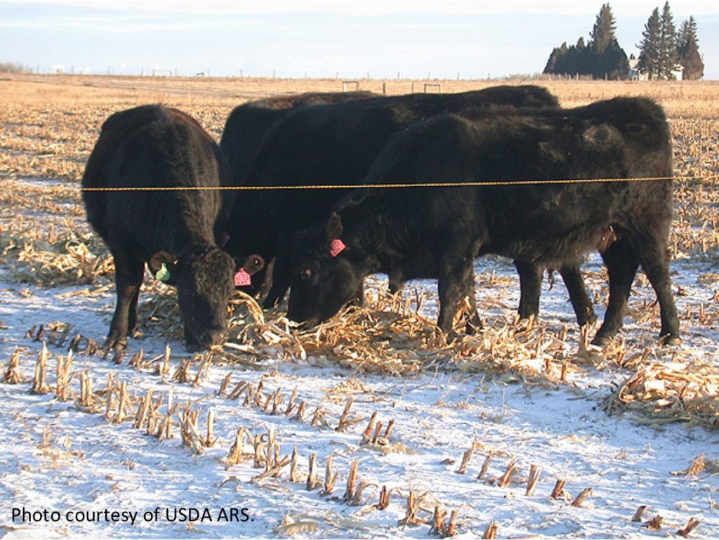 Image of a cows in the snow feeding in a corn field