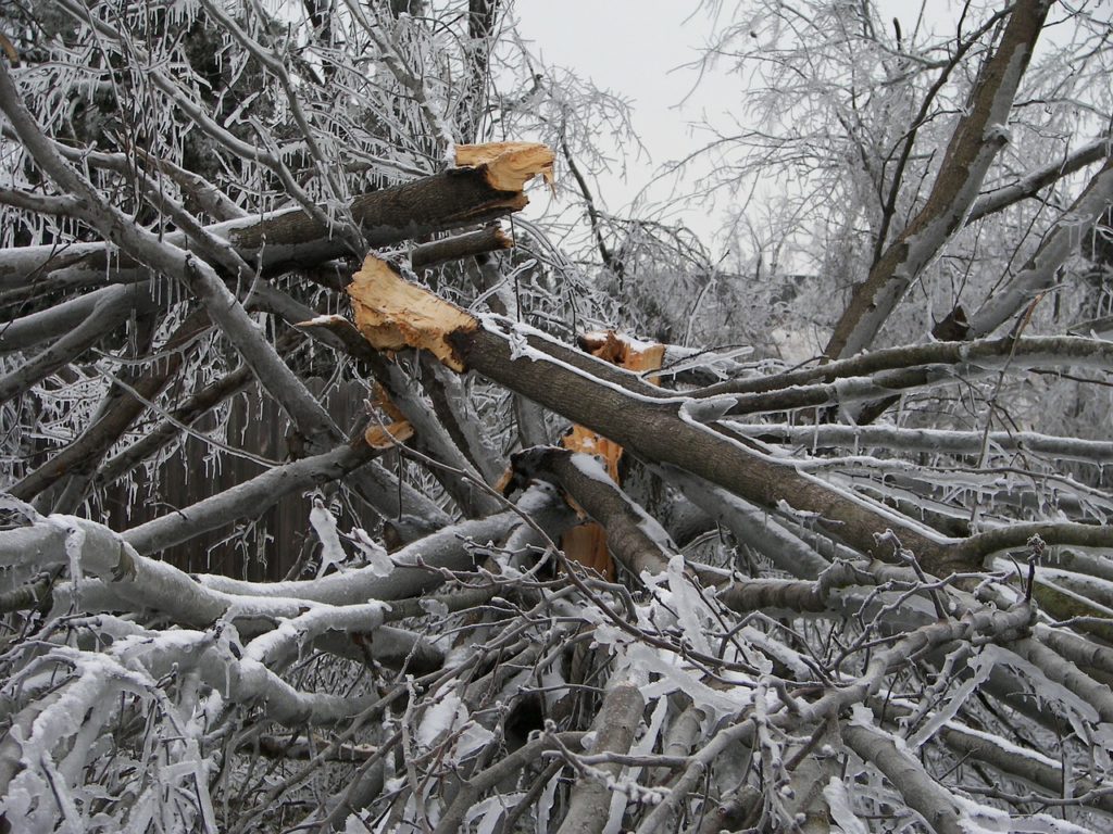 Image of a tree destructed by heavy snow under severe icy weather conditions