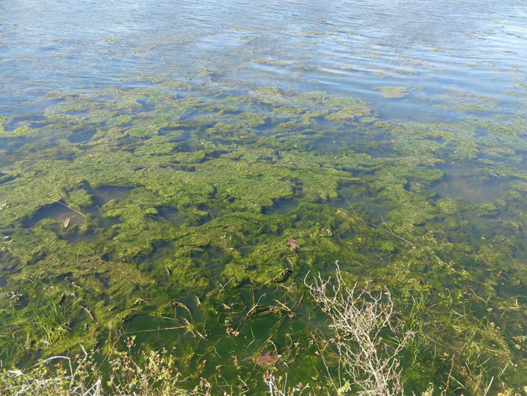 Algae on pond, Aquatic Vegetation Management publication.