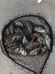 Harvesting carp fish from pond with a long handle fishing net Stock Photo