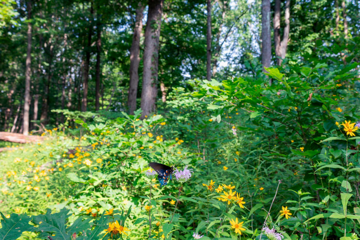 Butterfly on bee balm with sunflowers and oaks in background