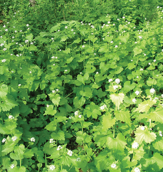 Invasive plants with white blooms, invasive plants can be a sign that deer are overbrowsing native plants.
