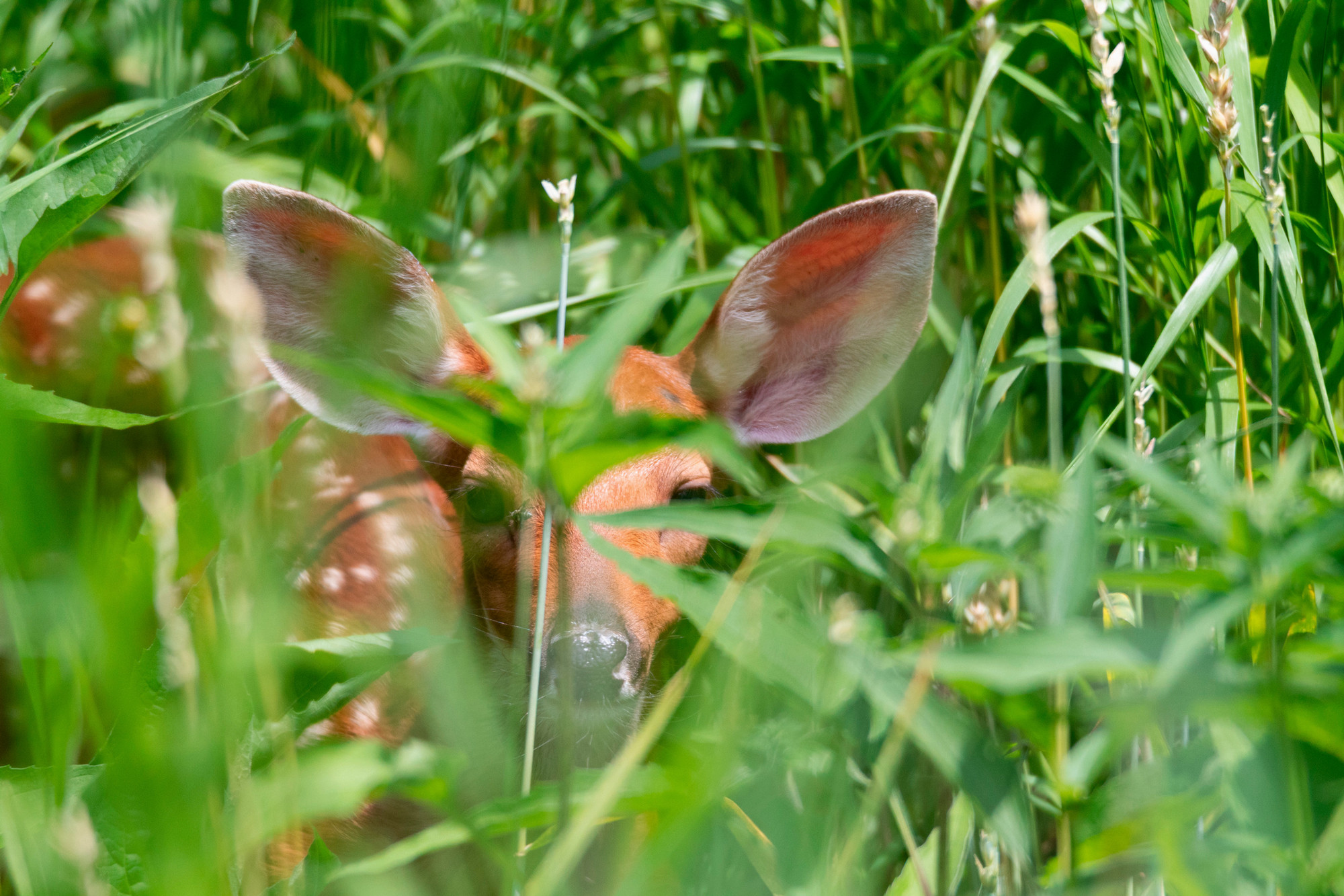 Fawn looking out from tall grass and wildflowers