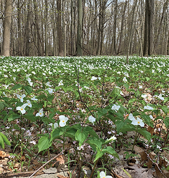 Trillium plants with white blooms in woodlands.