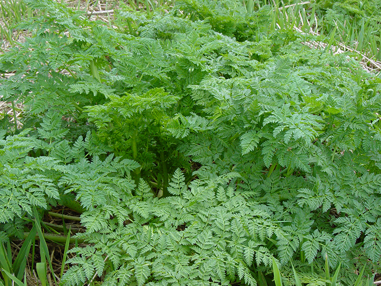 Invasive plant species poison hemlock.