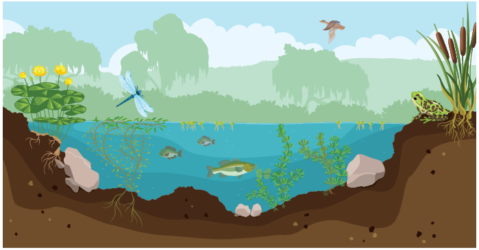 Pond Ecosystem Infographic