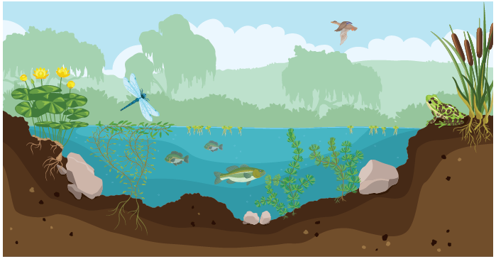 aquatic ecosystem ponds