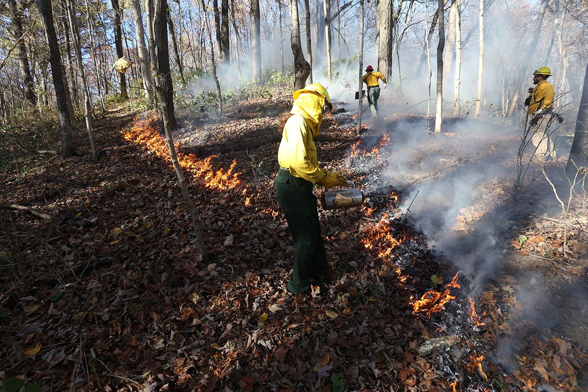 Staff working on prescribed fire line.
