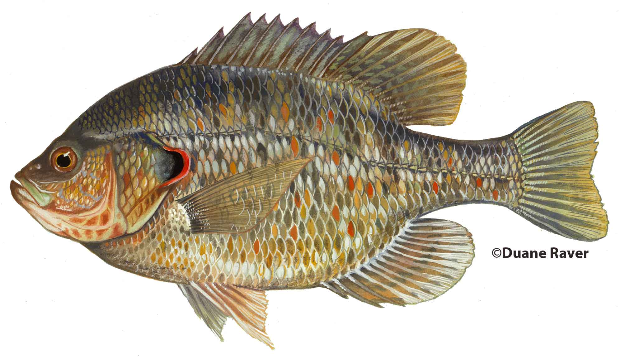 red ear sunfish