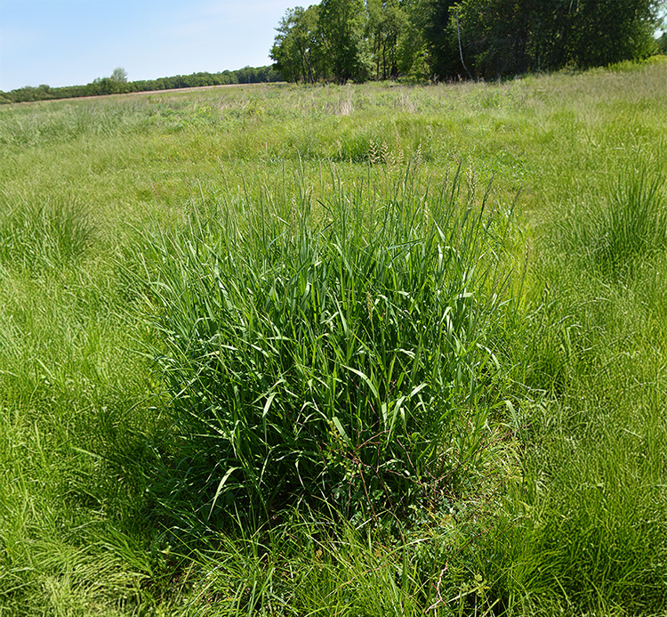 Reed canarygrass (Phalaris arundinacea) in field, which is an invasive perennial grass that invades wetlands, moist fields, riparian areas, flood plains, and other low-lying areas.