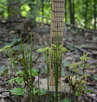 Ruler showing plant height in woodlands.