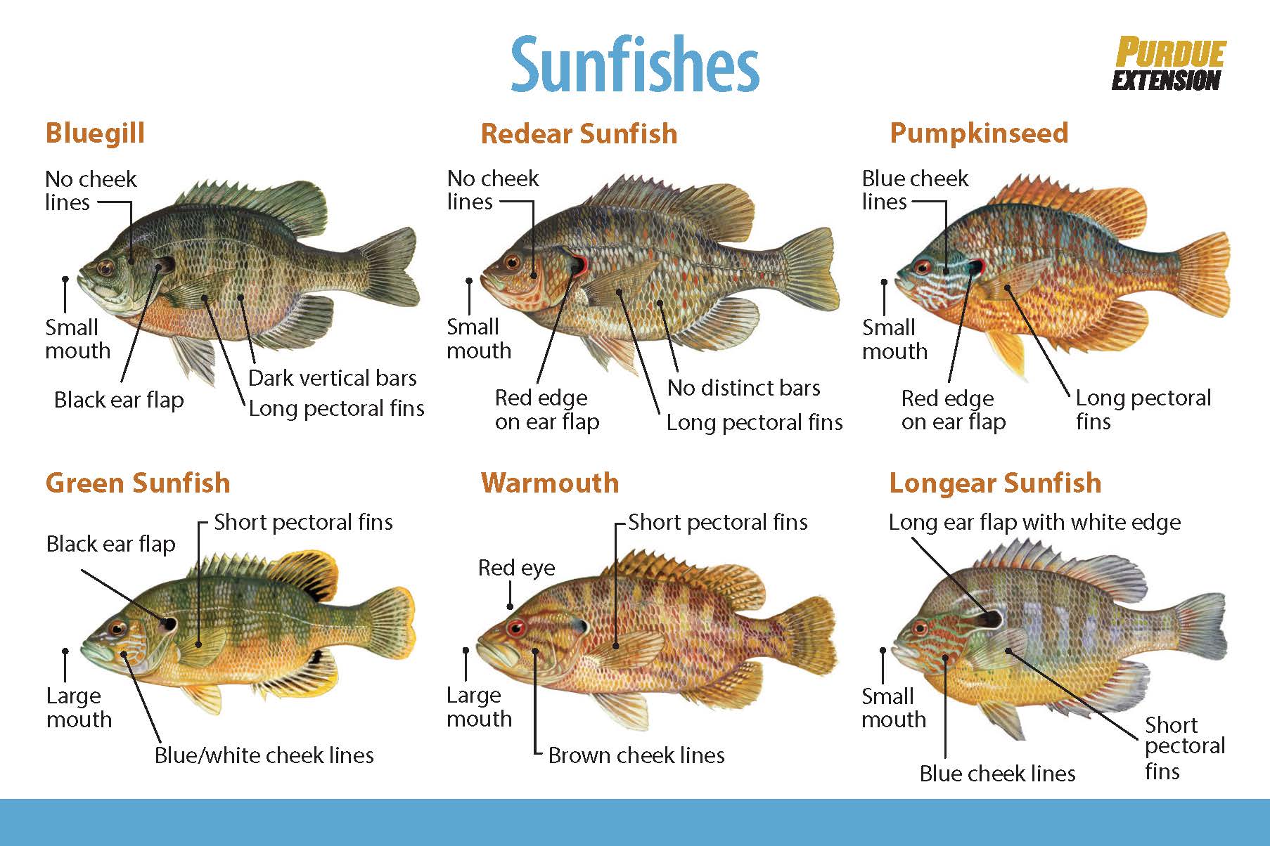 Fish Population Management