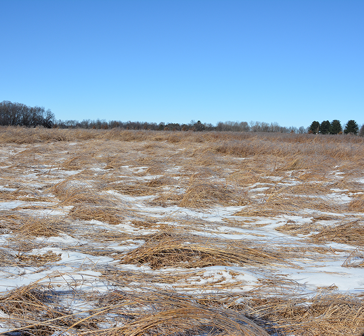Thinning native warm season grasses laying in field with patches of snow.