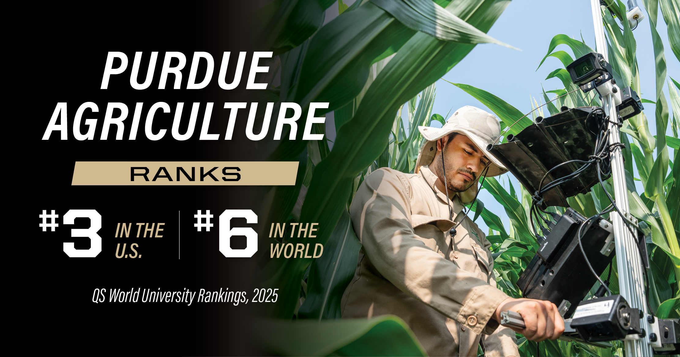 A man is surveying corn in Indiana.