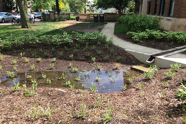 Newly planted grasses and plants to help with water drainage on side of building.
