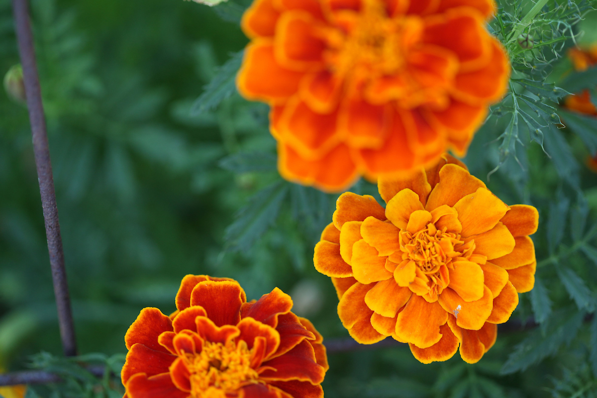 marigold flowers