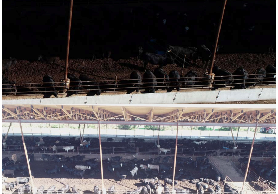 cattle drone images one without and one image with high-contrast set to reveal cattle